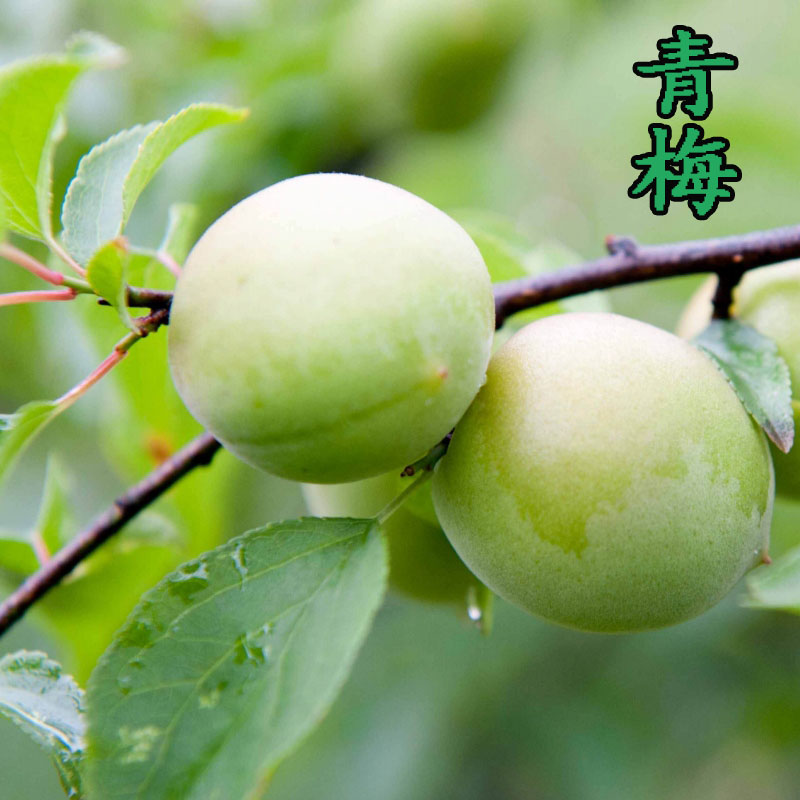 新品种青梅苗特大果树梅子苗青梅树树苗南北方种植庭院水果树果苗