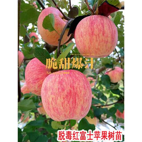 陕西红富士苹果树苗糖心大