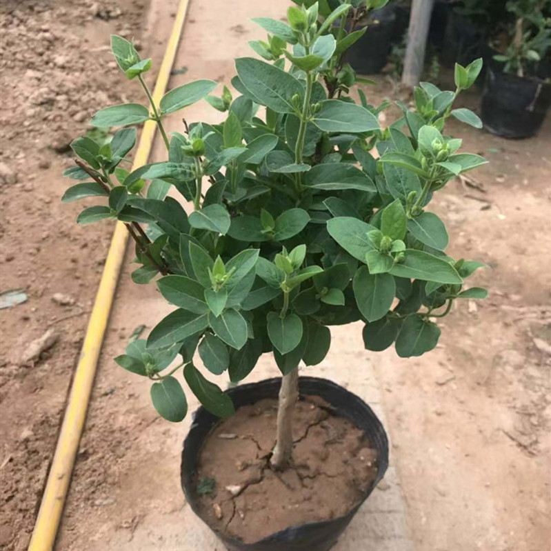 金银花树苗爬藤植物可食用药用南北方种植红黄白老桩花卉盆栽四季