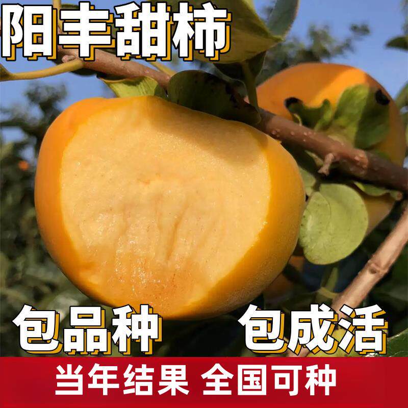 阳丰甜柿苗南北方水果地栽特大果树盆栽嫁接脆柿子树苗当年结果