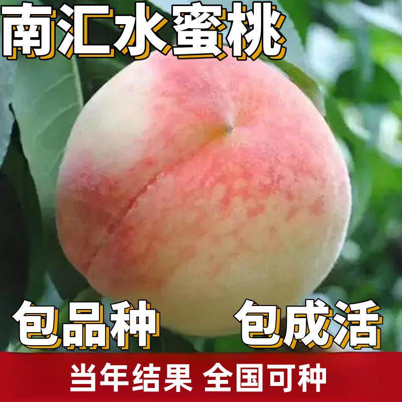 南汇水蜜桃苗南北方庭院地栽特大果树盆栽嫁接桃树果苗当年结果