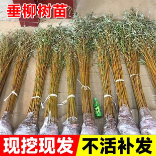 垂柳树苗黄金柳青柳直柳园林绿化苗木植株庭院盆栽地栽观赏绿植