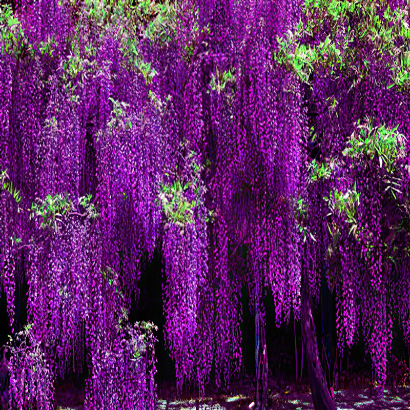 紫藤花树苗爬藤植物庭院围墙四季开花盆栽花苗绿植花卉藤蔓紫藤萝-封面