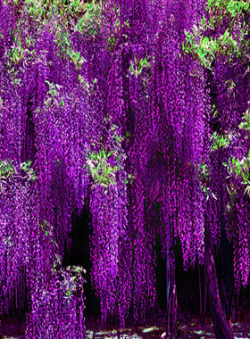 紫藤花树苗爬藤植物藤蔓庭院围墙