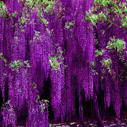 紫藤花树苗爬藤植物庭院围墙春季开花盆栽花苗绿植花卉藤蔓紫藤萝