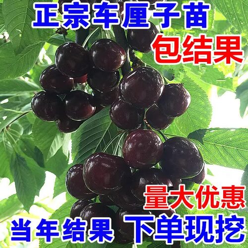 车厘子树苗樱桃苖南方北种植