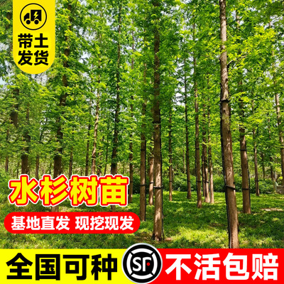 水杉树苗大鱼缸造景培老桩