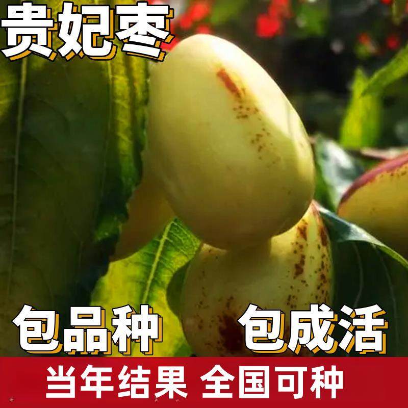 贵妃枣苗枣树活苗南北方地栽特大果树盆栽嫁接枣子树苗当年结果