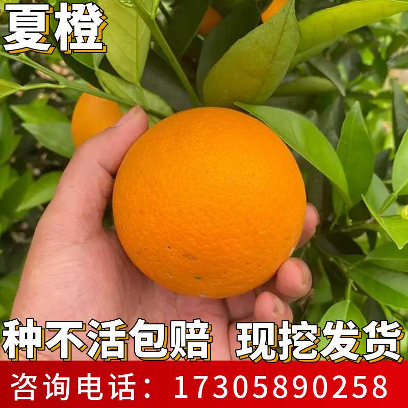 夏橙果苗南北方种植庭院耐寒橙子树苗带土盆栽嫁接大树苗当年结果