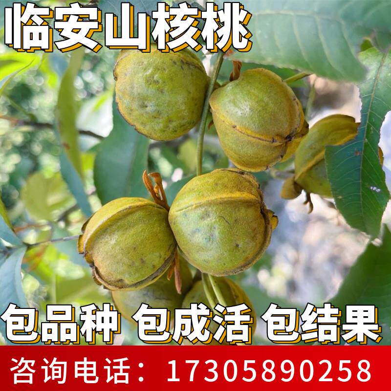 临安山核桃苗南北方种植耐寒特大号和核桃树果苗盆栽嫁接当年结果