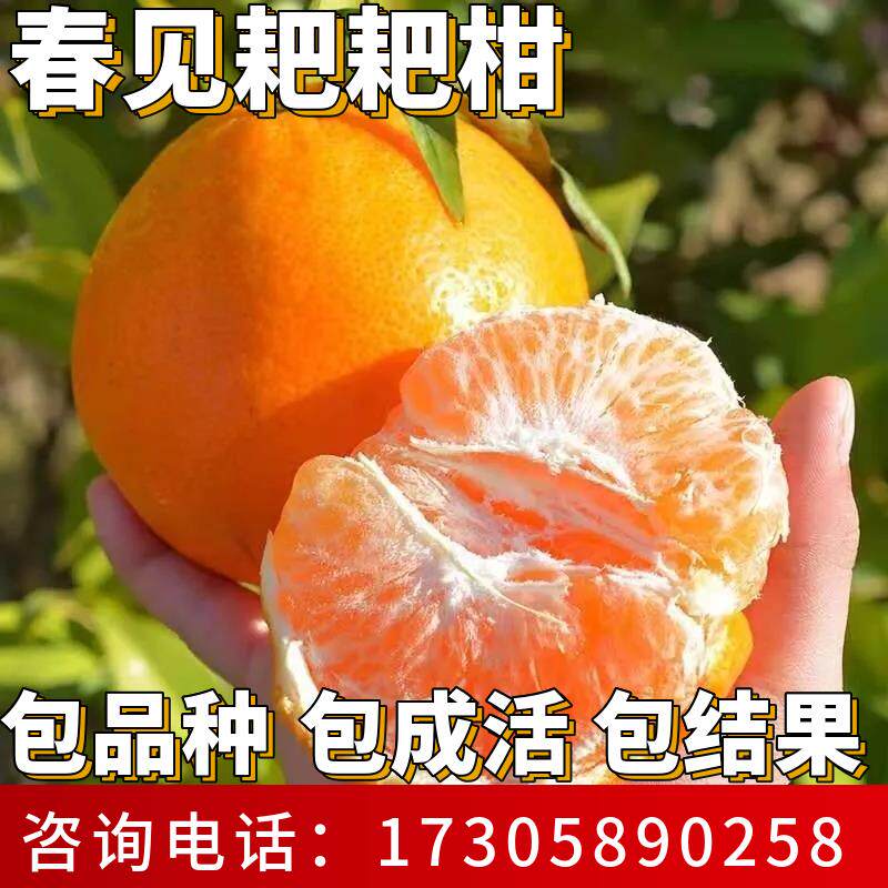 春见耙耙柑树苗带土庭院耐寒桔子果苗盆栽嫁接橘子树大树当年结果