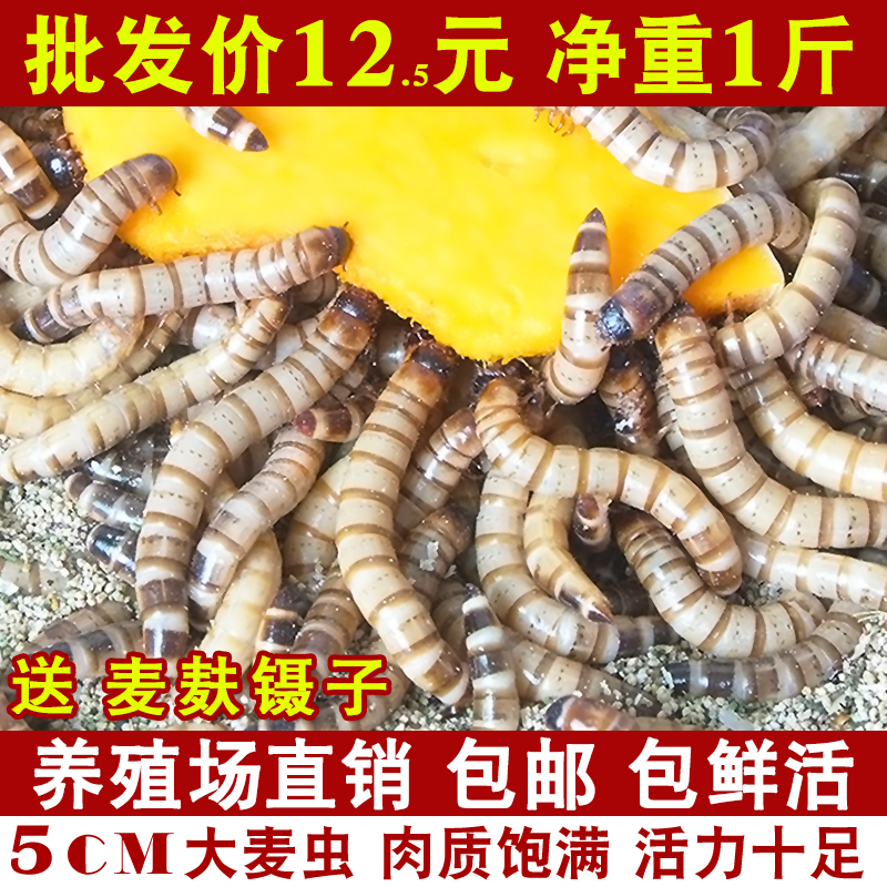 大麦虫活虫鲜活面包虫大号黄粉虫金龙鱼鱼食八哥画眉鸟食活体虫子