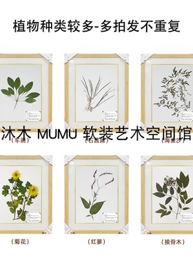腊叶标本干制标本装裱画中草药实木框各种植物人工采集制作教学展