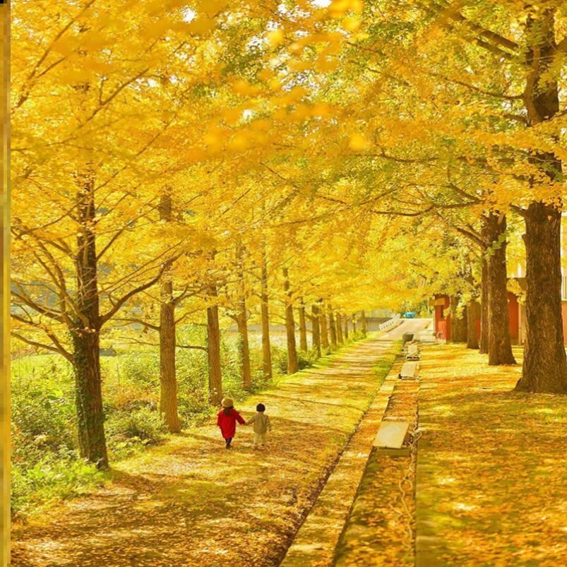 观叶绿植银杏树苗树园风景树盆栽活苗银杏易活小苗银杏盆景苗小苗