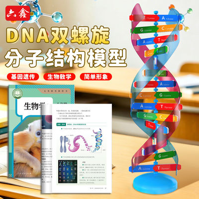 【教材同步】DNA双螺旋分子模型