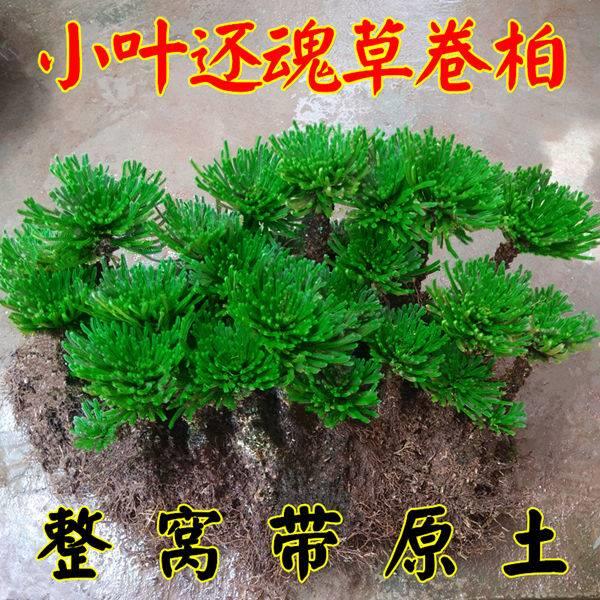 室卷柏还魂草常桌面微型绿植盆栽假山吸水内石创意造景四季青植物