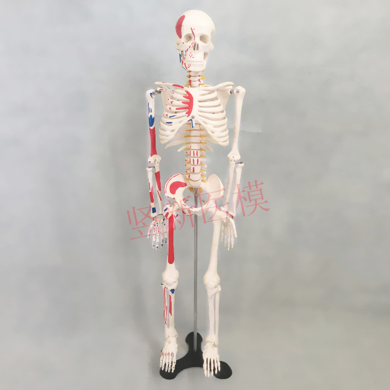 45cm85cm人体骨骼模型仿真成人骨教学模型全身脊椎小