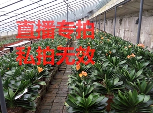 鞍山周静学君子兰小苗短叶盆栽精品元 宝座高档绿植花卉腊膜麻脸宽