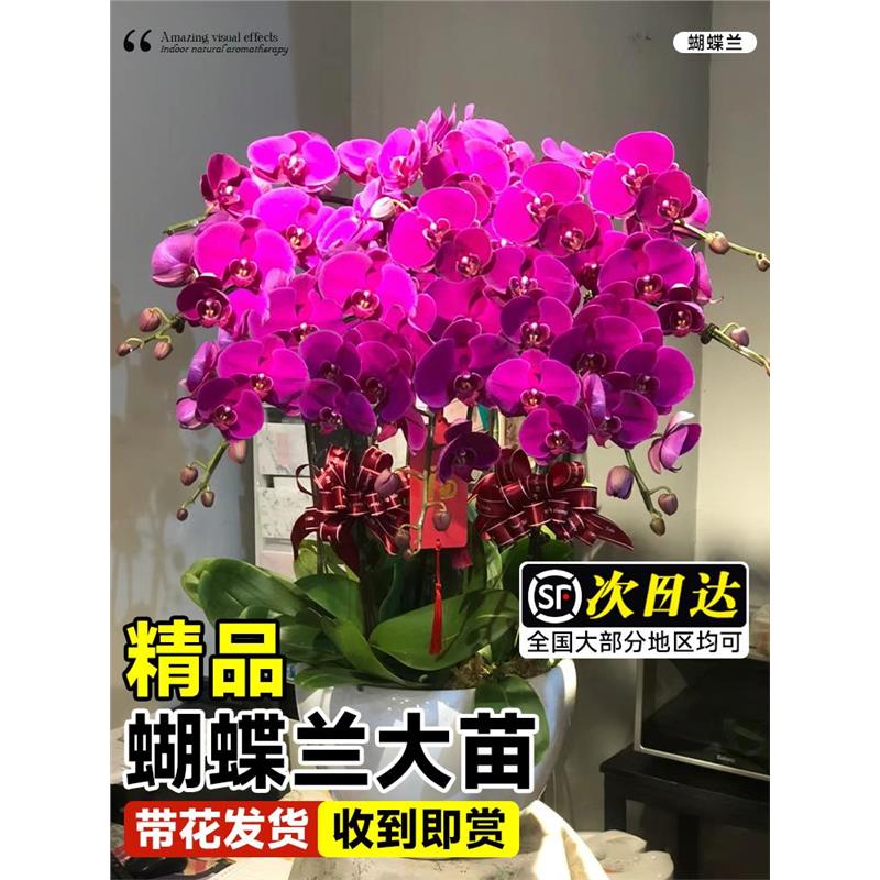 蝴蝶兰盆栽带花苞剑室内客