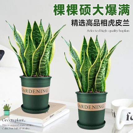 金边虎皮兰盆栽花卉多肉水培植物绿植室内办公室四季常青虎尾兰