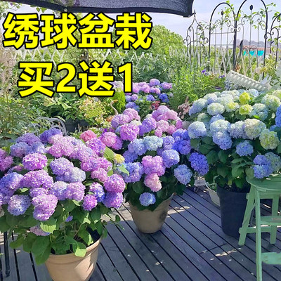 无尽夏绣球盆栽花卉植物室