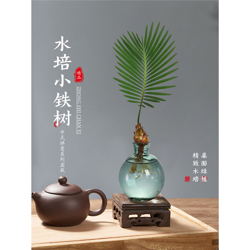 水培植物小铁树盆栽办公室