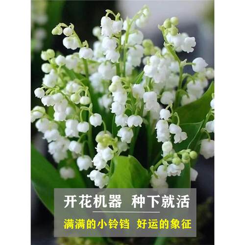 铃兰花苗带芽根盆栽植物种