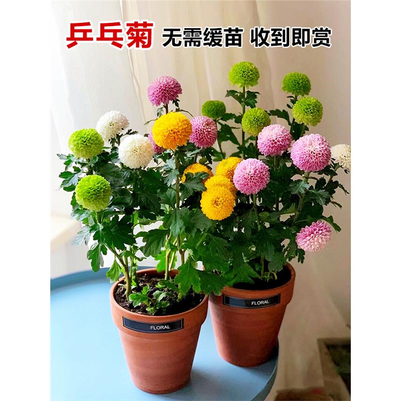 大菊花苗盆栽卉观植物乒乓
