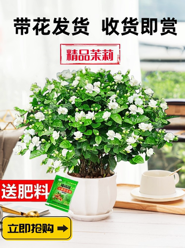 茉莉花苗盆栽带苞九里香老
