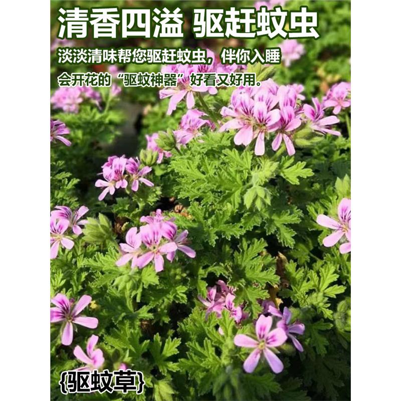 驱蚊草花种籽子庭院室内外