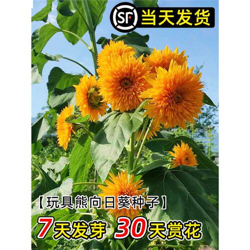 复瓣玩具熊观赏向日葵种孑