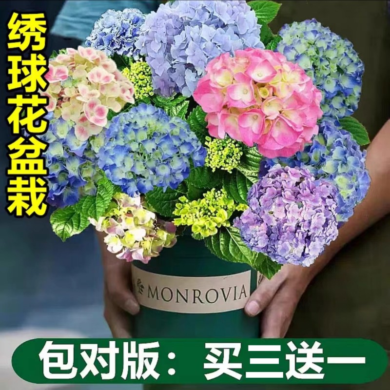 无尽夏绣球花苗盆栽带苞四