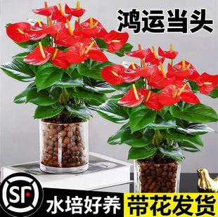 红掌盆栽带花一帆风顺鸿运当头水培植物绿萝箩花卉绿植室内高颜值