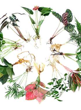 水养绿植室内水培花卉水养苗 绿萝发财树白掌盆栽桌面水培易成活