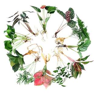 水养绿植室内水培花卉水养苗 绿萝发财树白掌盆栽桌面水培易成活