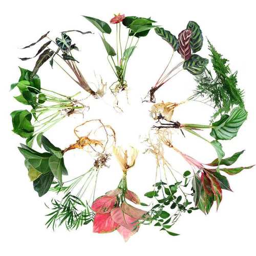 水养绿植室内水培花卉水养苗 绿萝发财树白掌盆栽桌面水培易成活