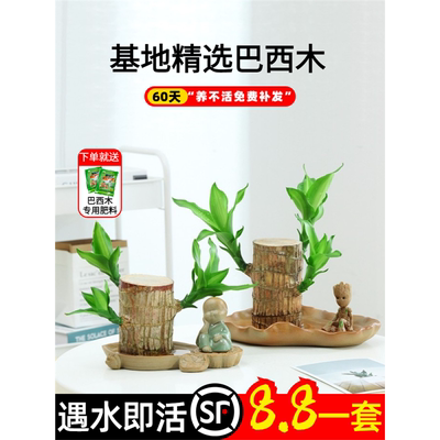 巴西木幸运开花水培植物室