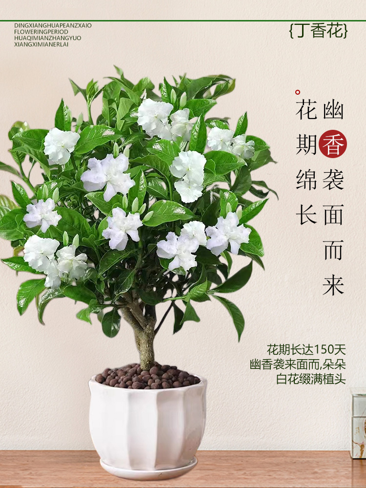 丁香花树苗水晶茉莉花卉盆栽室内花易活四季绿植阳台室内浓香 鲜花速递/花卉仿真/绿植园艺 时令草本花卉 原图主图