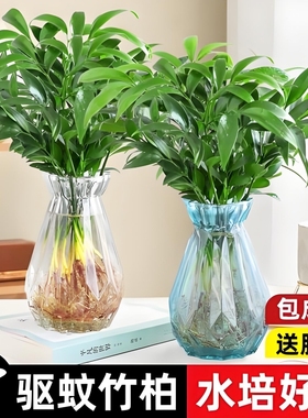 竹柏驱蚊竹水培植物室内客厅水养绿植花卉盆栽办公室桌面四季好养