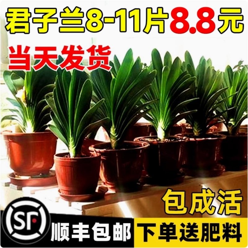 君子兰盆栽老苗带花苞四季好养花卉绿植物室内阳台圆头和尚大小苗