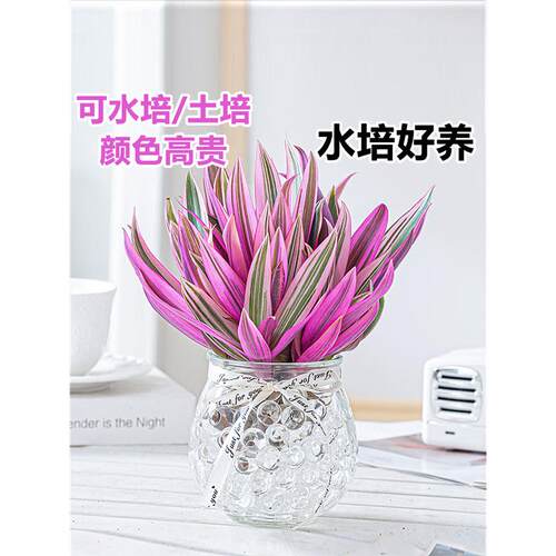 紫露兰水培绿植物吊小盆栽
