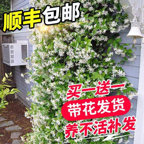 风车茉莉盆栽懒好养络石藤