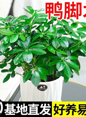 八方来财鸭脚木盆栽易活植物办公室内绿植七叶莲净化空气花高颜值