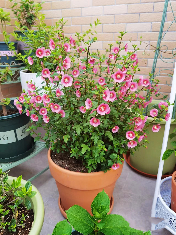 小木槿花树苗盆栽花苗棒棒糖室外阳台庭院花卉植物室内带花苞