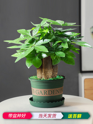 发财树盆栽植物室内花卉小