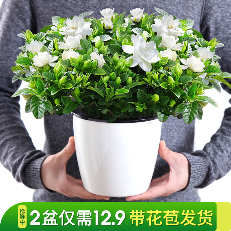 栀子花盆栽花卉绿植室内阳台桅子花枝枝花好养的花四季开花植物