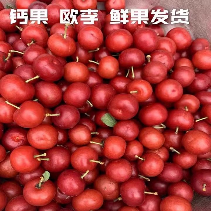 欧李钙果辽宁产地直发诺丽新鲜山梅子鲜果欧粒儿多省包邮