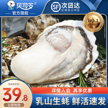 贝司令乳山生蚝鲜活5斤带箱海鲜水产海蛎子新鲜牡蛎整箱10特大
