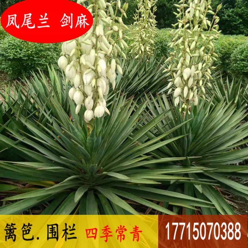剑麻苗 凤尾丝兰四季长青带刺篱笆苗 庭院盆栽花卉 绿化工程苗木