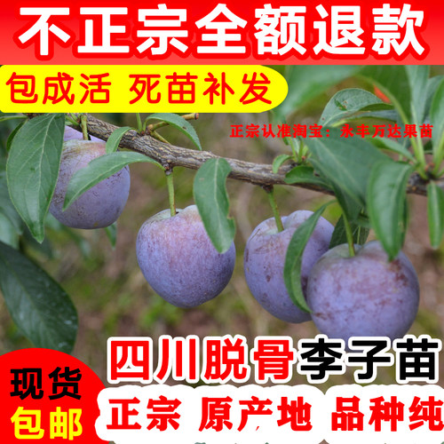 四川汶川脆红李子树苗西梅嫁接